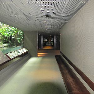 Bronx Zoo 2010 - General view in Congo Gorilla Forest