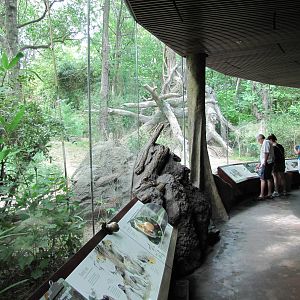 Bronx Zoo 2010 - Gorilla viewing in Congo Gorilla Forest