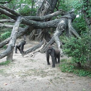 Bronx Zoo 2010 - Gorillas