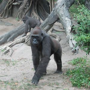 Bronx Zoo 2010 - Gorillas