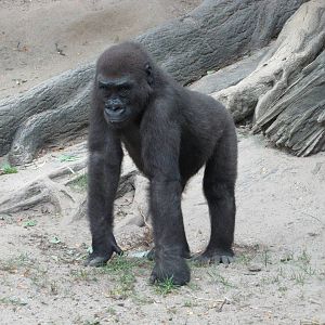 Bronx Zoo 2010 - Gorilla