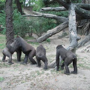 Bronx Zoo 2010 - Gorillas