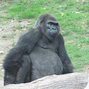 Bronx Zoo 2010 - Gorilla