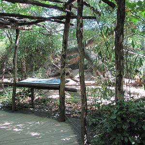 Bronx Zoo 2010 - Front of Maxwells Duiker exhibit in Congo Gorilla Forest