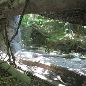 Bronx Zoo 2010 - Part of DeBrazza Guenon exhibit in Congo Gorilla Forest