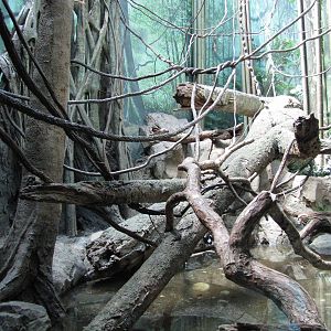 Bronx Zoo 2010 - Wolfs Guenon exhibit in Congo Gorilla Forest