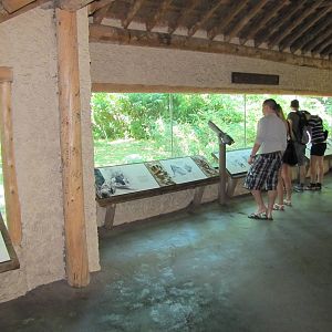 Bronx Zoo 2010 - Gorilla viewing outside Congo Gorilla Forest