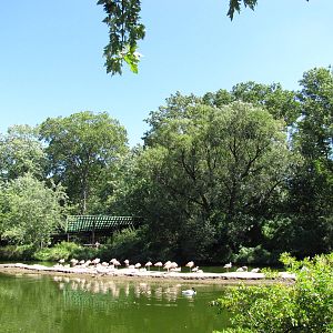 Bronx Zoo 2010 - Flamingo Pond next to Pheasant Aviary
