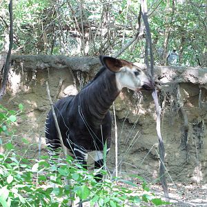 Bronx Zoo 2010 - Okapi calf in Congo Gorilla Forest