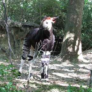 Bronx Zoo 2010 - Okapi calf in Congo Gorilla Forest