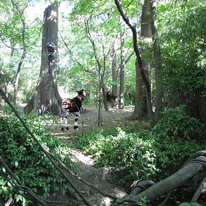 Bronx Zoo 2010 - Part of Okapi exhibit in Congo Gorilla Forest