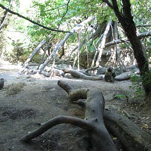 Bronx Zoo 2010 - Part of Mandrill exhibit in Congo Gorilla Forest