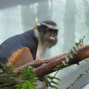 Bronx Zoo 2010 - Wolfs Guenon in Congo Gorilla Forest
