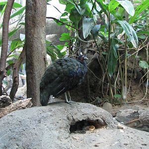 Bronx Zoo 2010 - Congo Peafowl in Congo Gorilla Forest