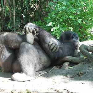 Bronx Zoo 2010 - Gorilla