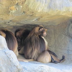 Bronx Zoo 2010 - Gelada Baboon in Baboon Reserve