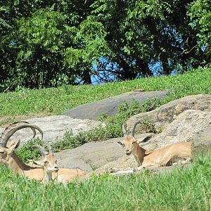 Bronx Zoo 2010 - Nubian Ibex in Baboon Reserve