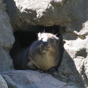 Bronx Zoo 2010 - Rock Hyrax in Baboon Reserve