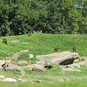 Bronx Zoo 2010 - Part of amazing Baboon Reserve