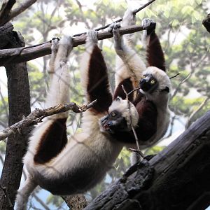 Bronx Zoo 2010 - My very best Sifaka photo ever