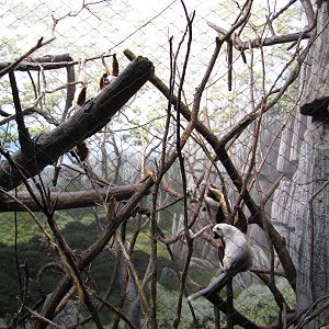 Bronx Zoo 2010 - Part of Coquerels Sifaka exhibit in Madagascar