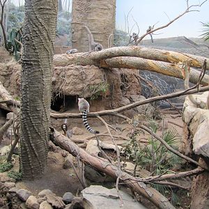 Bronx Zoo 2010 - Mixed Spiny Forest exhibit for Lemurs in Madagascar
