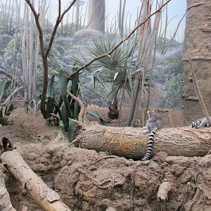 Bronx Zoo 2010 - Mixed Spiny Forest exhibit for Lemurs in Madagascar