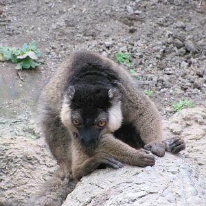 Bronx Zoo 2010 - White-collared Lemur in Madagascar