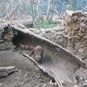 Bronx Zoo 2010 - Ring-tailed Mongoose in Madagascar