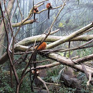 Bronx Zoo 2010 - Red-ruffed Lemurs in Madagascar