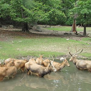 Bronx Zoo 2010 - Pere Davids Deer cooling off