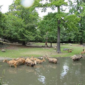 Bronx Zoo 2010 - Part of Pere Davids Deer exhibit