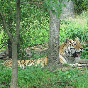 Bronx Zoo 2010 - Amur Tiger in Tiger Mountain