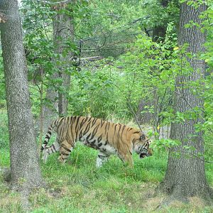 Bronx Zoo 2010 - Amur Tiger in Tiger Mountain