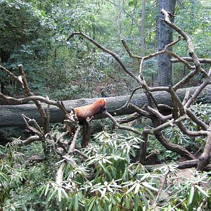 Bronx Zoo 2010 - Red Panda in Himalayan Highlands