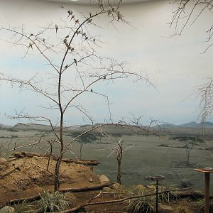 Bronx Zoo 2010 - White-throated Bee-eater exhibit in World of Birds