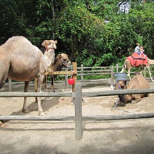 Bronx Zoo 2010 - Arabian Camel ride