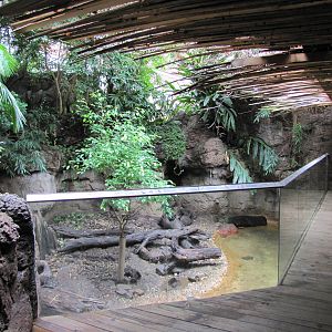 Bronx Zoo 2010 - Short-clawed Otter exhibit in Jungle World