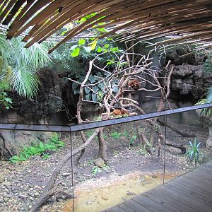 Bronx Zoo 2010 - Matschies Tree Kangaroo exhibit in Jungle World