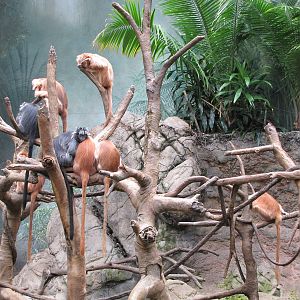 Bronx Zoo 2010 - Ebony Langur group in Jungle World