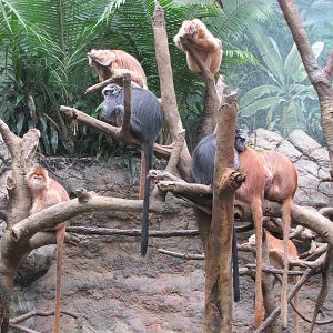 Bronx Zoo 2010 - Ebony Langur group in Jungle World