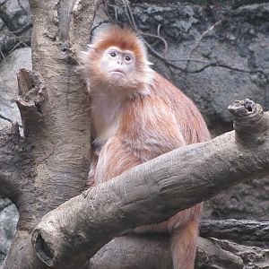 Bronx Zoo 2010 - Ebony Langur in Jungle World