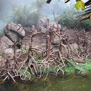 Bronx Zoo 2010 - Ebony Langur exhibit in Jungle World