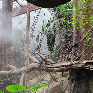 Bronx Zoo 2010 - Silvered Leaf Langur exhibit in Jungle World