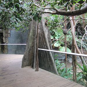 Bronx Zoo 2010 - General view in Jungle World