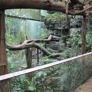 Bronx Zoo 2010 - Front of Black Panther exhibit in Jungle World