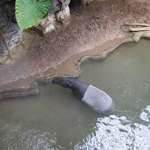 Bronx Zoo 2010 - Malayan Tapir in Jungle World