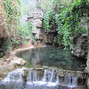 Bronx Zoo 2010 - Pond for Gourami and Fly River turtle