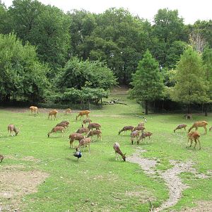 Bronx Zoo 2010 - Barasingha Deer and Axis Deer in Wild Asia