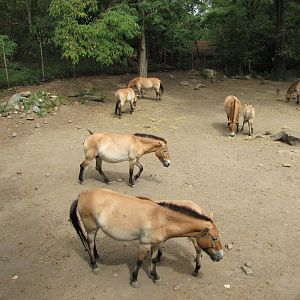 Bronx Zoo 2010 - Przewalskis Horse exhibit in Wild Asia